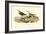 Red-backed Sandpiper-John James Audubon-Framed Art Print