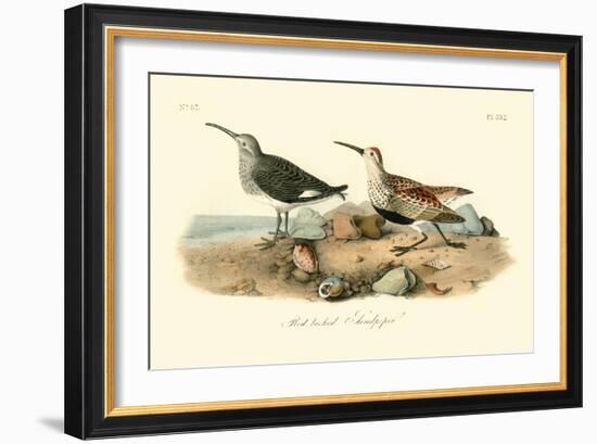 Red-backed Sandpiper-John James Audubon-Framed Art Print