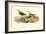 Red-backed Sandpiper-John James Audubon-Framed Art Print