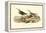 Red-backed Sandpiper-John James Audubon-Framed Stretched Canvas