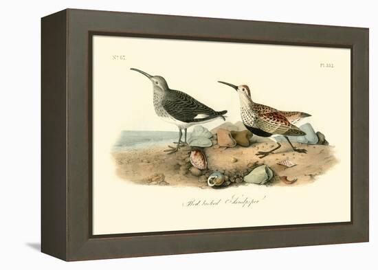 Red-backed Sandpiper-John James Audubon-Framed Stretched Canvas