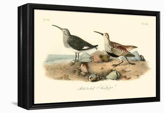 Red-backed Sandpiper-John James Audubon-Framed Stretched Canvas