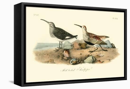 Red-backed Sandpiper-John James Audubon-Framed Stretched Canvas