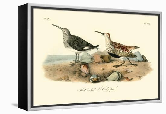 Red-backed Sandpiper-John James Audubon-Framed Stretched Canvas