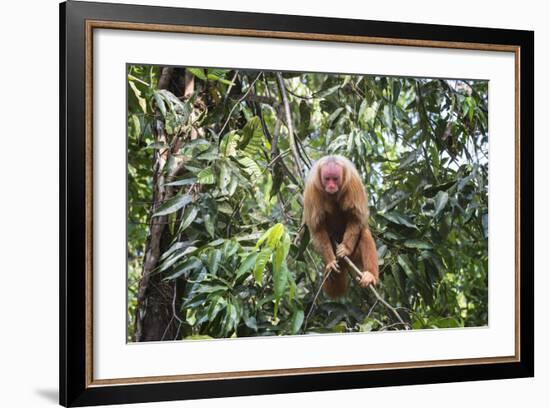 Red Bald-Headed Uakari Monkey also known as British Monkey (Cacajao Calvus Rubicundus), Brazil-G&M Therin-Weise-Framed Photographic Print