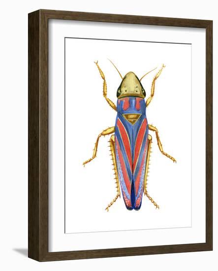 Red-Banded Leafhopper (Graphocephala Coccinea), Insects-Encyclopaedia Britannica-Framed Art Print