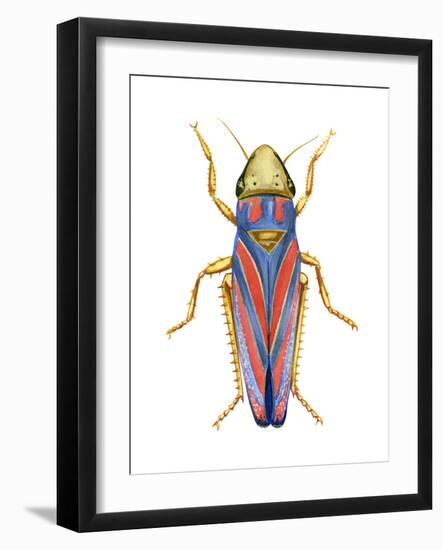 Red-Banded Leafhopper (Graphocephala Coccinea), Insects-Encyclopaedia Britannica-Framed Art Print