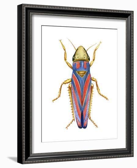 Red-Banded Leafhopper (Graphocephala Coccinea), Insects-Encyclopaedia Britannica-Framed Art Print