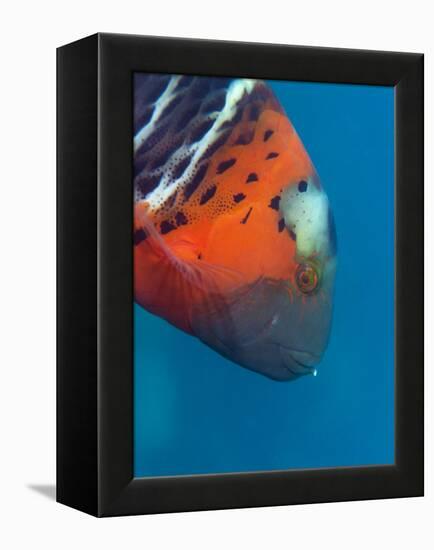 Red-Banded Wrasse (Cheilinus Fasciatus), Cairns, Queensland, Australia, Pacific-Louise Murray-Framed Premier Image Canvas