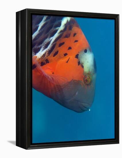 Red-Banded Wrasse (Cheilinus Fasciatus), Cairns, Queensland, Australia, Pacific-Louise Murray-Framed Premier Image Canvas