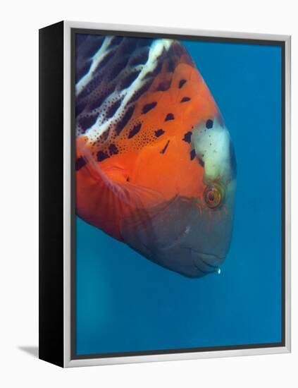 Red-Banded Wrasse (Cheilinus Fasciatus), Cairns, Queensland, Australia, Pacific-Louise Murray-Framed Premier Image Canvas