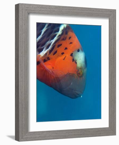 Red-Banded Wrasse (Cheilinus Fasciatus), Cairns, Queensland, Australia, Pacific-Louise Murray-Framed Photographic Print