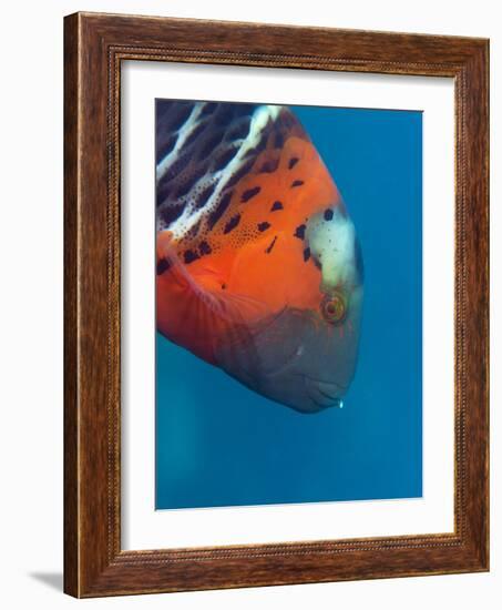Red-Banded Wrasse (Cheilinus Fasciatus), Cairns, Queensland, Australia, Pacific-Louise Murray-Framed Photographic Print