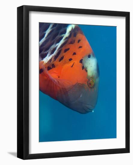 Red-Banded Wrasse (Cheilinus Fasciatus), Cairns, Queensland, Australia, Pacific-Louise Murray-Framed Photographic Print