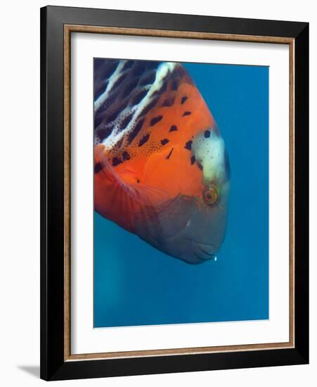 Red-Banded Wrasse (Cheilinus Fasciatus), Cairns, Queensland, Australia, Pacific-Louise Murray-Framed Photographic Print