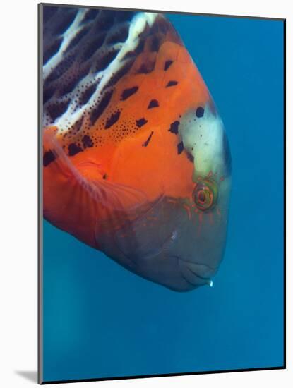 Red-Banded Wrasse (Cheilinus Fasciatus), Cairns, Queensland, Australia, Pacific-Louise Murray-Mounted Photographic Print