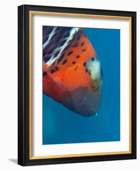 Red-Banded Wrasse (Cheilinus Fasciatus), Cairns, Queensland, Australia, Pacific-Louise Murray-Framed Photographic Print