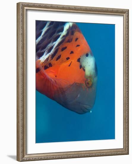 Red-Banded Wrasse (Cheilinus Fasciatus), Cairns, Queensland, Australia, Pacific-Louise Murray-Framed Photographic Print