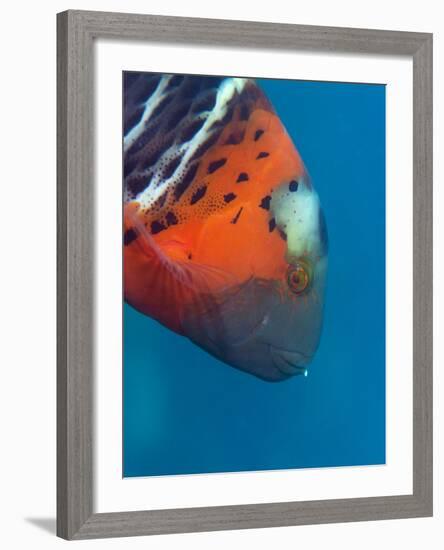 Red-Banded Wrasse (Cheilinus Fasciatus), Cairns, Queensland, Australia, Pacific-Louise Murray-Framed Photographic Print