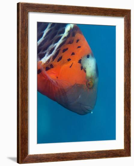 Red-Banded Wrasse (Cheilinus Fasciatus), Cairns, Queensland, Australia, Pacific-Louise Murray-Framed Photographic Print