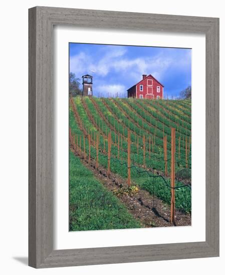 Red Barn Above Vineyard, Dry Creek Valley, California, USA-John Alves-Framed Photographic Print