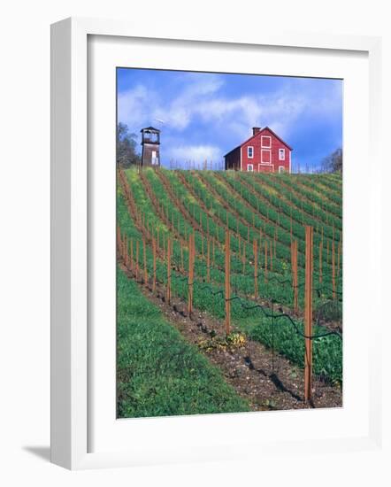 Red Barn Above Vineyard, Dry Creek Valley, California, USA-John Alves-Framed Photographic Print