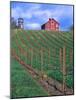 Red Barn Above Vineyard, Dry Creek Valley, California, USA-John Alves-Mounted Photographic Print