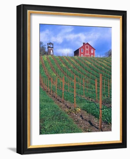 Red Barn Above Vineyard, Dry Creek Valley, California, USA-John Alves-Framed Photographic Print