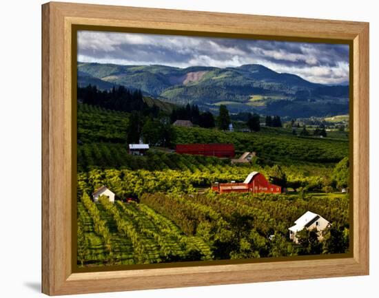 Red Barn Amid Orchards, Hood River, Oregon, USA-Jaynes Gallery-Framed Premier Image Canvas