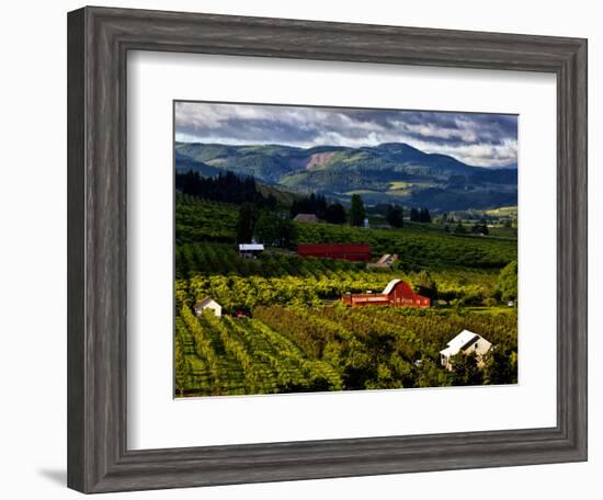 Red Barn Amid Orchards, Hood River, Oregon, USA-Jaynes Gallery-Framed Photographic Print