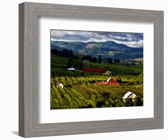 Red Barn Amid Orchards, Hood River, Oregon, USA-Jaynes Gallery-Framed Photographic Print