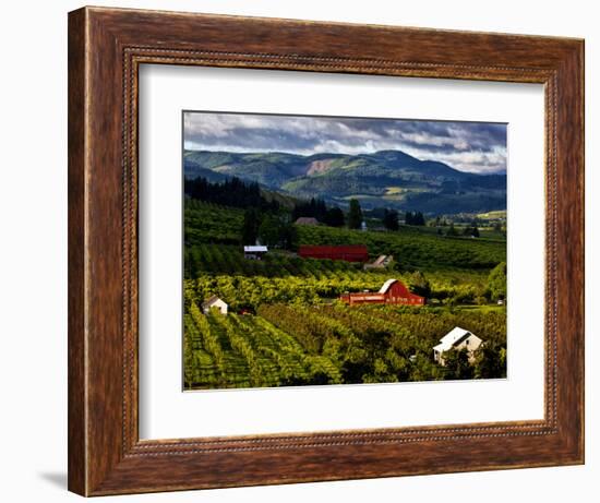 Red Barn Amid Orchards, Hood River, Oregon, USA-Jaynes Gallery-Framed Photographic Print