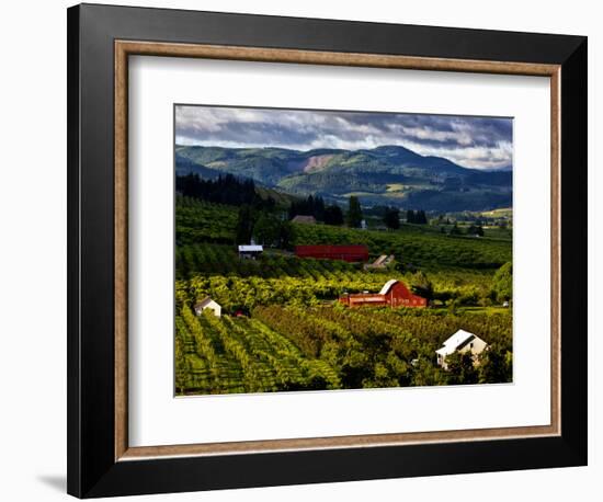 Red Barn Amid Orchards, Hood River, Oregon, USA-Jaynes Gallery-Framed Photographic Print