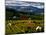 Red Barn Amid Orchards, Hood River, Oregon, USA-Jaynes Gallery-Mounted Photographic Print