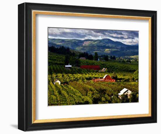 Red Barn Amid Orchards, Hood River, Oregon, USA-Jaynes Gallery-Framed Photographic Print