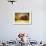 Red Barn and Autumn Foliage, Kent, Connecticut.-Sabine Jacobs-Framed Photographic Print displayed on a wall