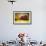 Red Barn and Autumn Foliage, Kent, Connecticut.-Sabine Jacobs-Framed Photographic Print displayed on a wall