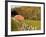 Red Barn and Fence along the Blue Ridge Parkway, Blowing Rock, North Carolina, USA-Chuck Haney-Framed Photographic Print