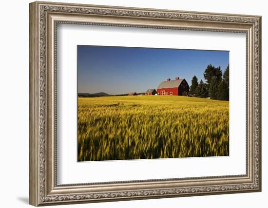 Red Barn in Field of Harvest Wheat-Terry Eggers-Framed Photographic Print