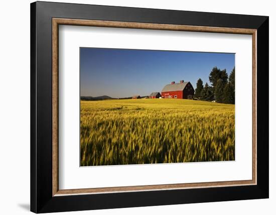 Red Barn in Field of Harvest Wheat-Terry Eggers-Framed Photographic Print