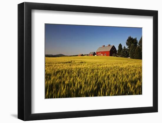 Red Barn in Field of Harvest Wheat-Terry Eggers-Framed Photographic Print