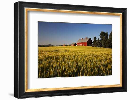 Red Barn in Field of Harvest Wheat-Terry Eggers-Framed Photographic Print