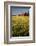 Red Barn in Field of Harvest Wheat-Terry Eggers-Framed Photographic Print