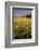 Red Barn in Field of Harvest Wheat-Terry Eggers-Framed Photographic Print