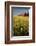 Red Barn in Field of Harvest Wheat-Terry Eggers-Framed Photographic Print