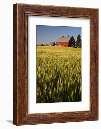 Red Barn in Field of Harvest Wheat-Terry Eggers-Framed Photographic Print