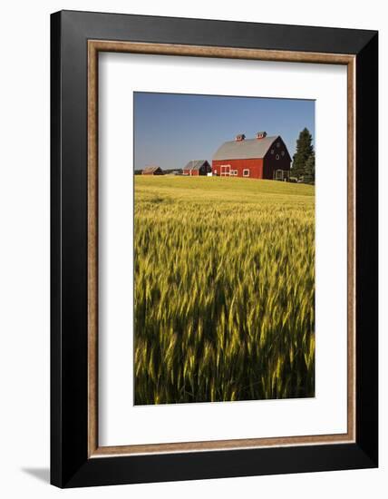 Red Barn in Field of Harvest Wheat-Terry Eggers-Framed Photographic Print