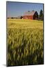 Red Barn in Field of Harvest Wheat-Terry Eggers-Mounted Photographic Print