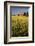 Red Barn in Field of Harvest Wheat-Terry Eggers-Framed Photographic Print