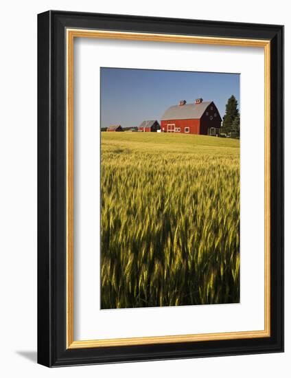 Red Barn in Field of Harvest Wheat-Terry Eggers-Framed Photographic Print